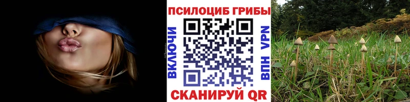 наркошоп  Мурино  Галлюциногенные грибы GOLDEN TEACHER 